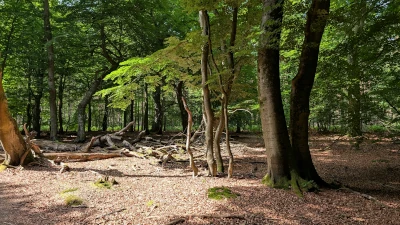 Ab in den Wald