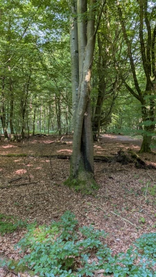 Baum im Darßer Wald