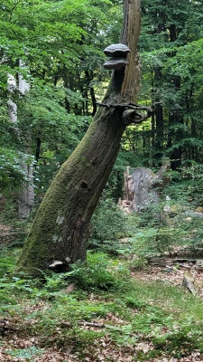 Weg durch den Wald
