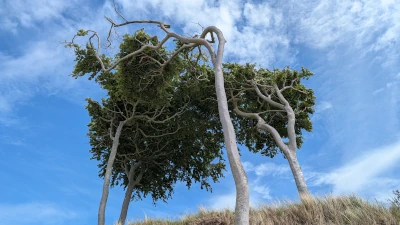 Sogenannter &raquo;Windflüchter&laquo;